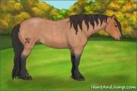 Horse Color:Bay Roan 