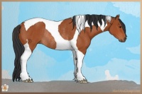 Horse Color:Bay Tobiano Rabicano 