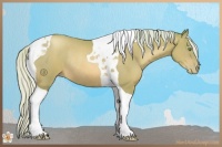 Horse Color:Watercolor Silver Brown Pearl Tobiano Rabicano 