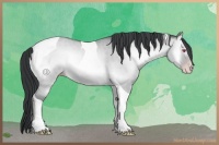 Horse Color:Classic Champagne Chinchilla Onyx Tobiano 