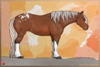 Horse Color:Silver Bay Appaloosa 