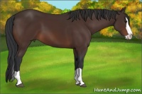 Horse Color:Bay Splash