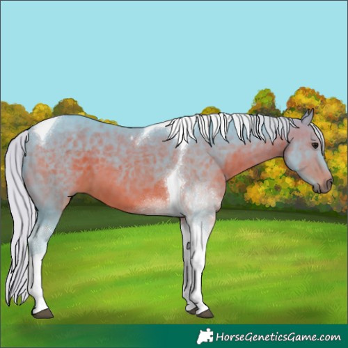 Horse Color:Watercolor Silver Brown Tobiano