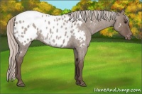 Horse Color:Silver Grullo Roan Appaloosa Rabicano 