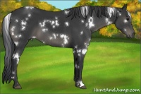 Horse Color:White Spotted Black