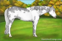 Horse Color:White Spotted Silver Black Chinchilla Splash Frame 