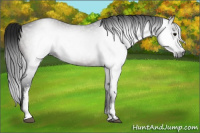 Horse Color:Gray White Spotted Bay 