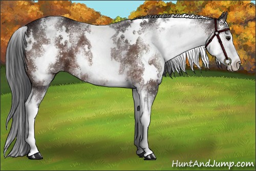 Horse Color:White Spotted Brown 
