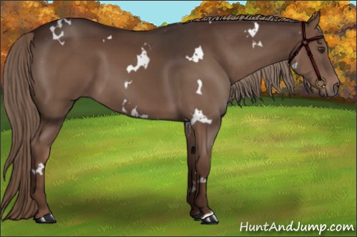 Horse Color:White Spotted Liver Chestnut