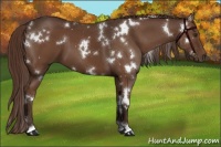 Horse Color:White Spotted Liver Chestnut 