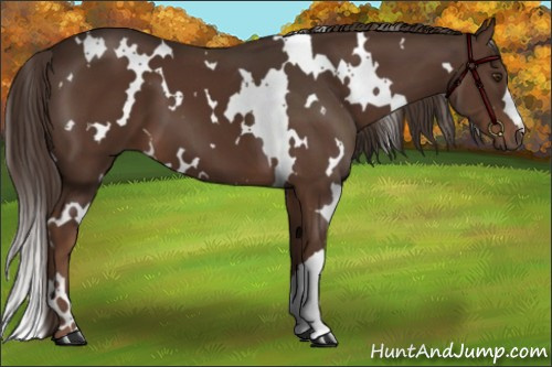 Horse Color:White Spotted Liver Chestnut 