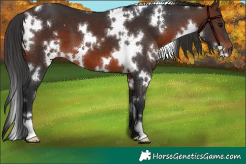 Horse Color:White Spotted Brown