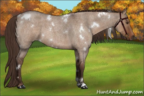 Horse Color:White Spotted Liver Red Dun Roan 