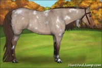 Horse Color:White Spotted Liver Red Dun Roan 