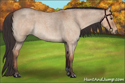 Horse Color:Bay Roan Dun 