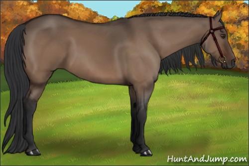 Horse Color:Brown Dun Sabino