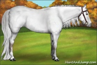 Horse Color:Gray White Spotted Liver Chestnut