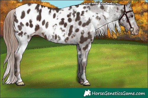 Horse Color:White Spotted Liver Chestnut Near Leopard