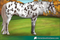 Horse Color:White Spotted Liver Chestnut Near Leopard 