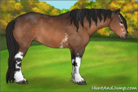 Horse Color:Gray White Spotted Brown Rabicano 