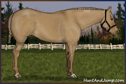 Horse Color:Chocolate Palomino Dun 