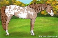 Horse Color:Red Roan Frame Appaloosa 