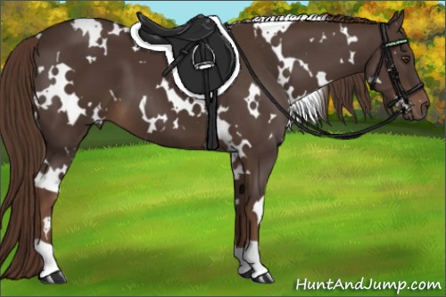 Horse Color:White Spotted Liver Chestnut 