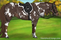 Horse Color:White Spotted Liver Chestnut 