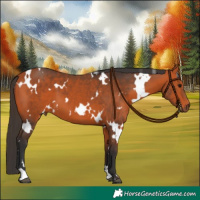 Horse Color:White Spotted Bay 