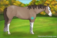 Horse Color:Classic Champagne Splash 