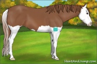 Horse Color:Chestnut Splash 