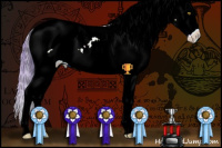 Horse Color:Watercolor White Spotted Amber Champagne Splash Appaloosa 