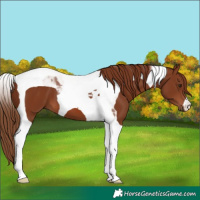 Horse Color:Chestnut Tobiano 