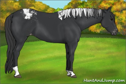 Horse Color:Black Tobiano Appaloosa 