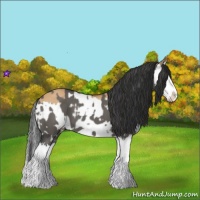 Horse Color:Grullo Sabino Splash  and Bay Dun Sabino Splash 