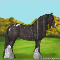 Horse Color:Smoky Black Appaloosa 