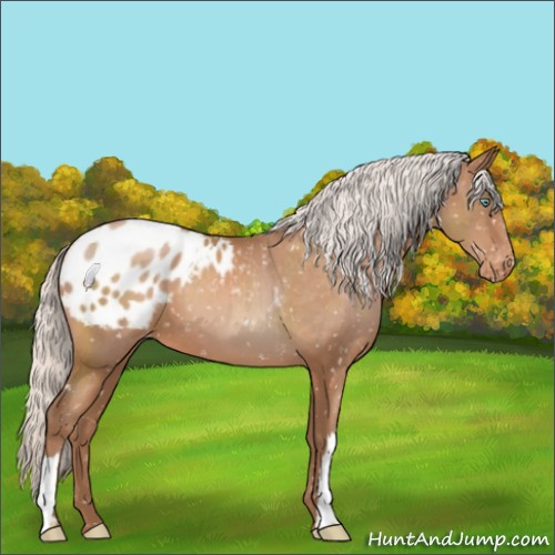Horse Color:Silver Brown Pearl Appaloosa 
