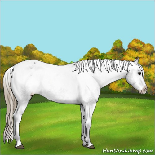 Horse Color:Smoky Black Varnish 
