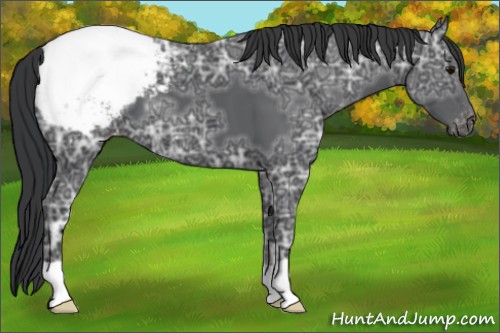 Horse Color:Black Ice Appaloosa 