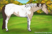 Horse Color:Bay Dun Tobiano Snowcap