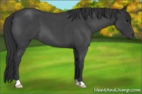 Horse Color:Blue Roan