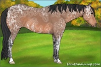 Horse Color:Bay Ice 