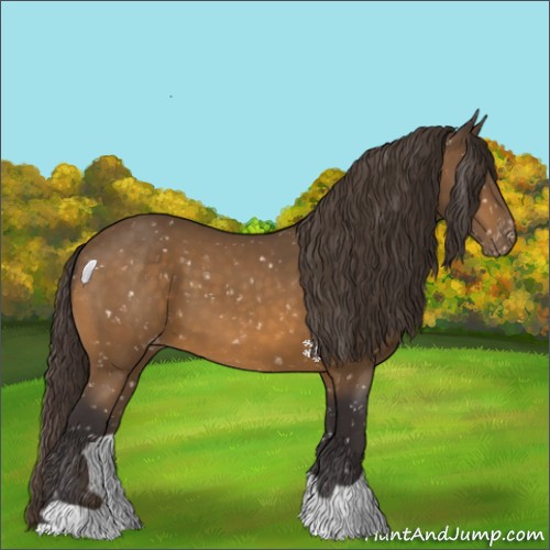Horse Color:Buckskin Appaloosa 