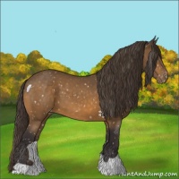 Horse Color:Buckskin Appaloosa 