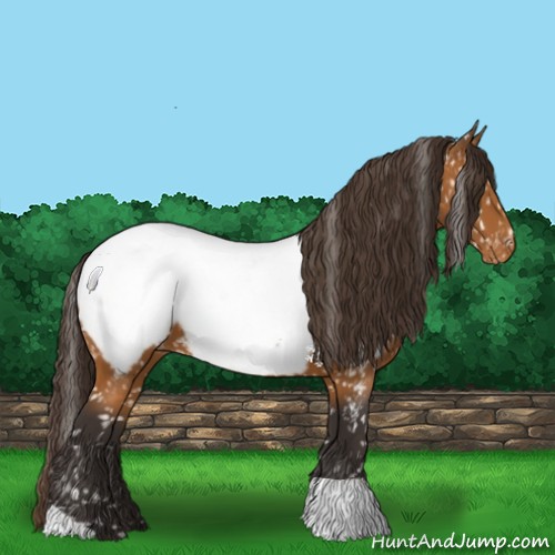 Horse Color:Buckskin Appaloosa 