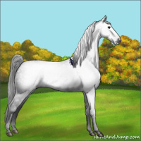 Horse Color:Gray Black 