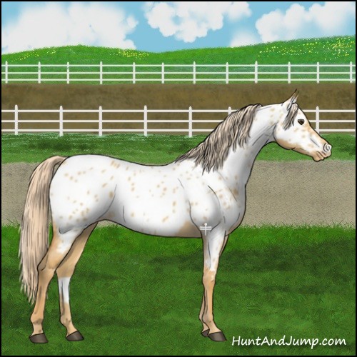 Horse Color:Palomino Dun Near Leopard