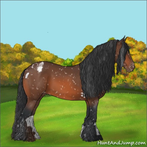 Horse Color:Bay Appaloosa 