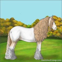 Horse Color:Buckskin Pearl Splash Appaloosa 