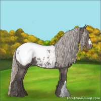 Horse Color:Silver Black Appaloosa Rabicano 